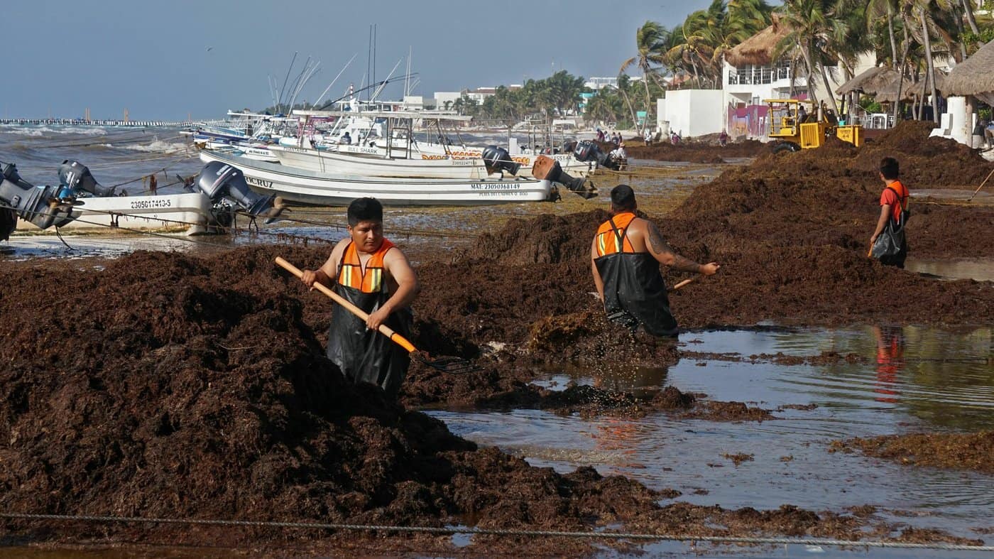 Meet the sargassum belt 5,000milelong snake of seaweed circling Florida — H2O IQ