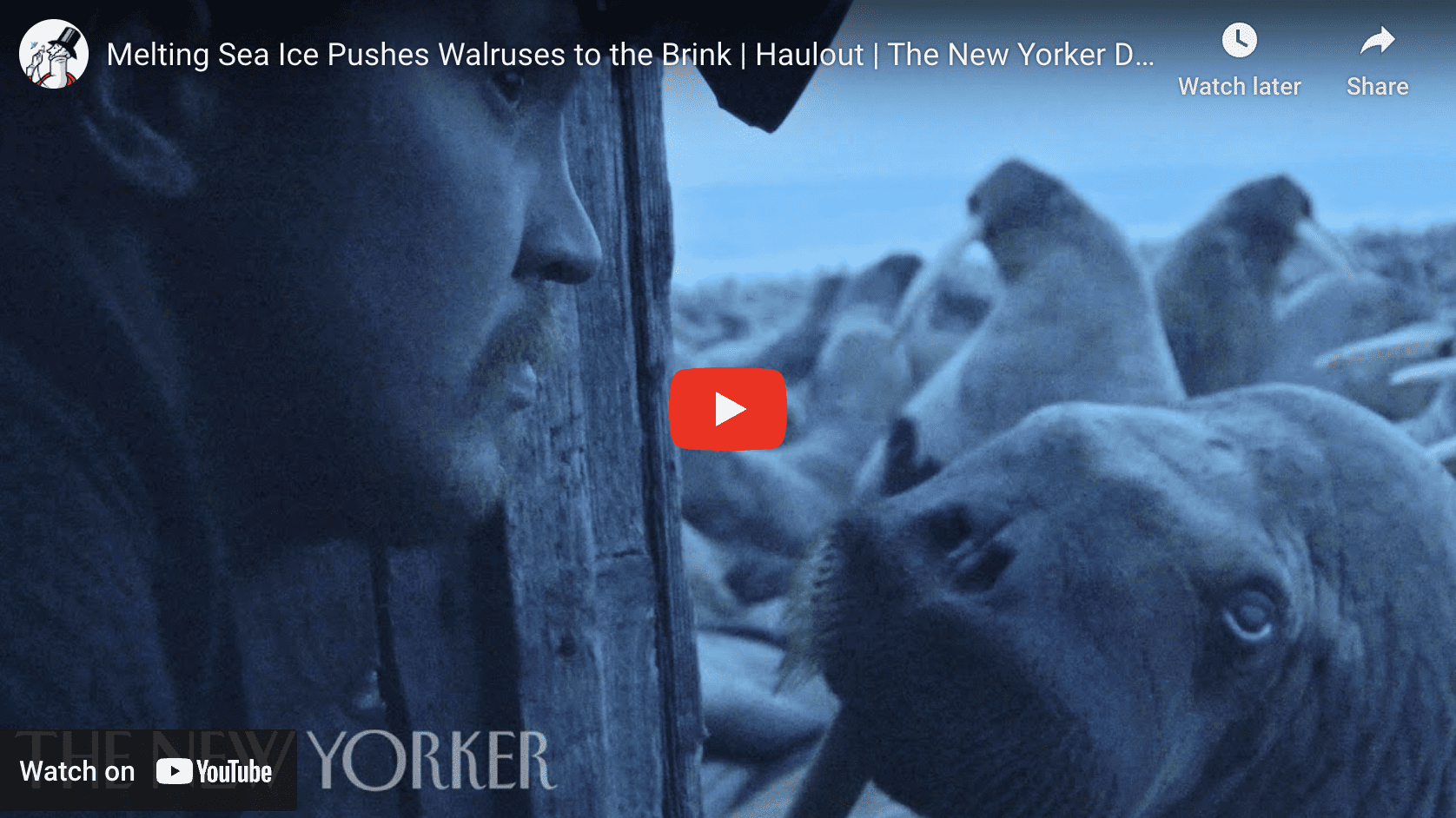 Melting Sea Ice Pushes Walruses to the Brink — H2O IQ