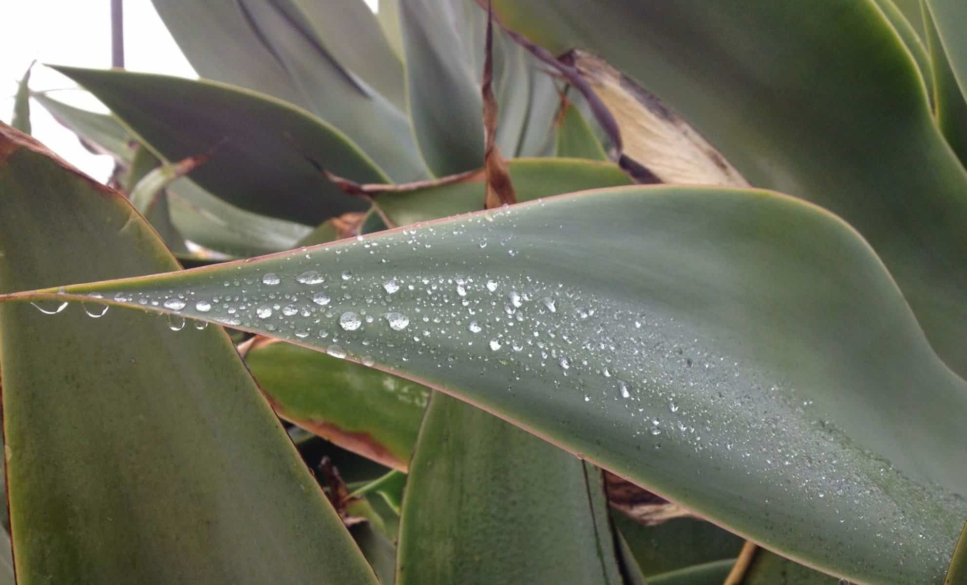 photo: water drops on succulent leaf, Southern California rain. h2oIQ.org
