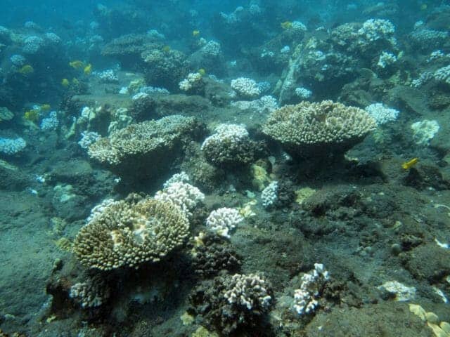 Scientists Race To Help Hawaii Corals Survive