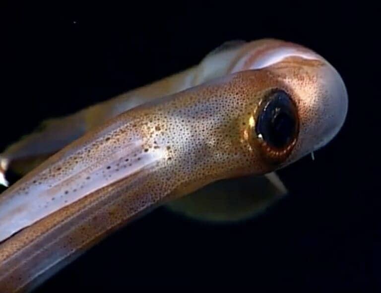 Long-armed Squid
