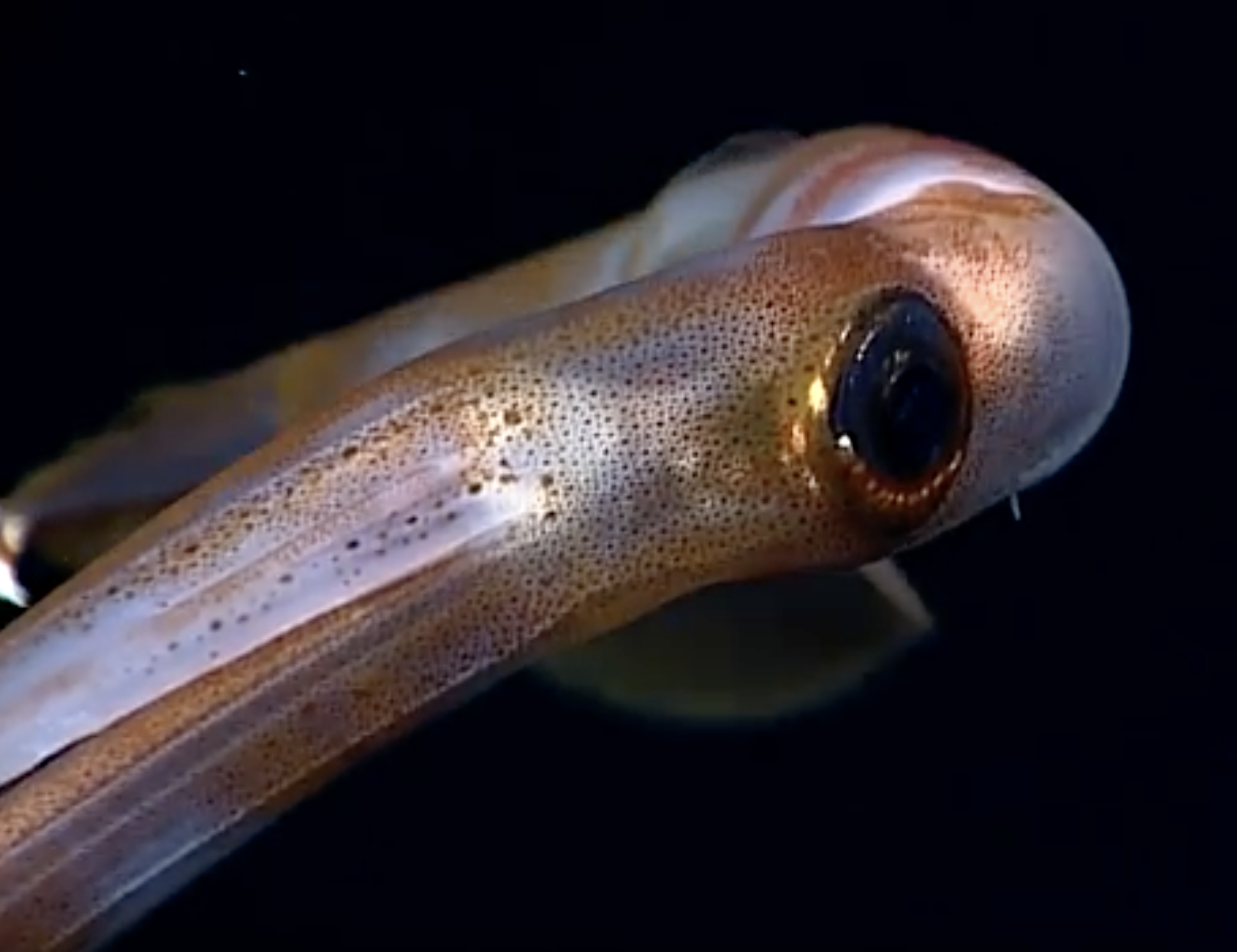 Longarmed Squid — H2O IQ