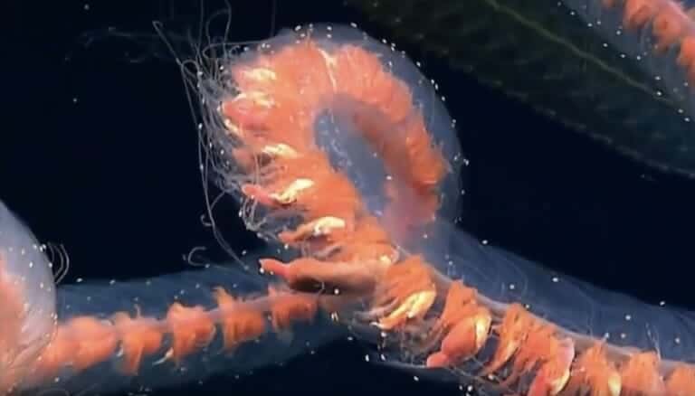Brilliant Deep-water Siphonophore
