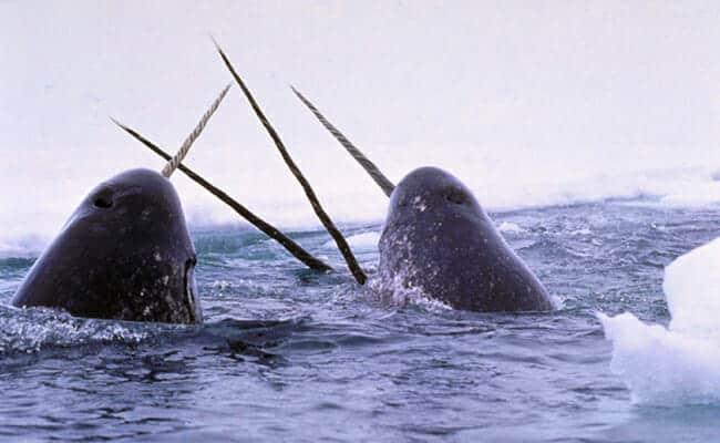 Rare Footage Helps Explain What Narwhals Use Their Tusks For
