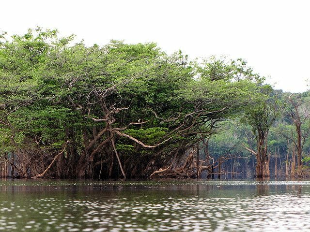 3 Surprising Ways Water Depends on Healthy Forests