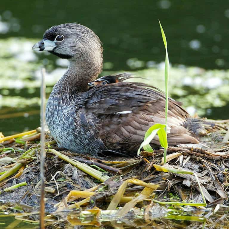 How Grebes Build Floating Nests That Keep Their Eggs High and Dry