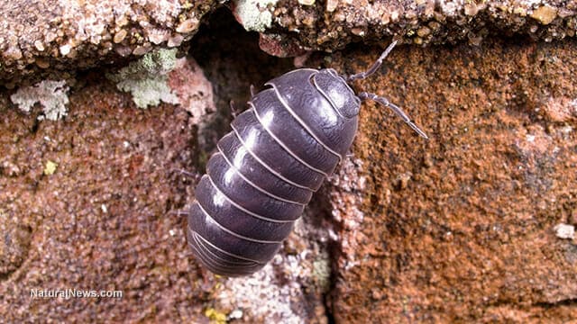 photo: Study Finds 'Rollie Pollies' Remove Heavy Metals From Soil, Stabilizing Growing Conditions, Protecting Groundwater