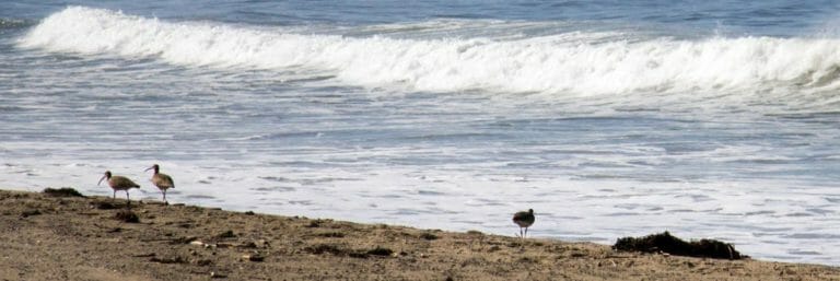 Rewilding Santa Monica’s Thoroughly Artificial Beach