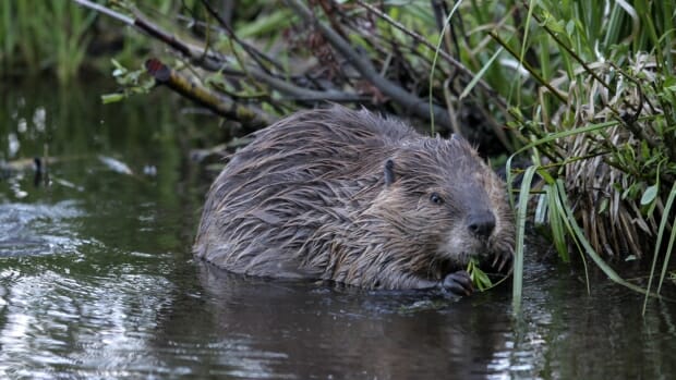 Beavers are dam important for the ecosystem