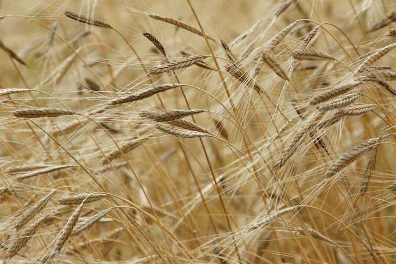 photo: wheat growing in the field