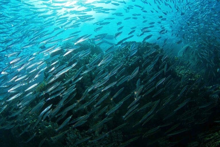 Scientists Listen to Fish to Figure Out How to Save Them