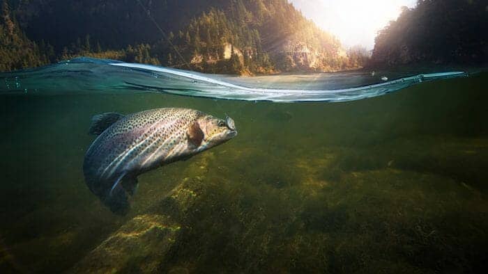 photo, half underwater: The Effects Of Mercury On Water