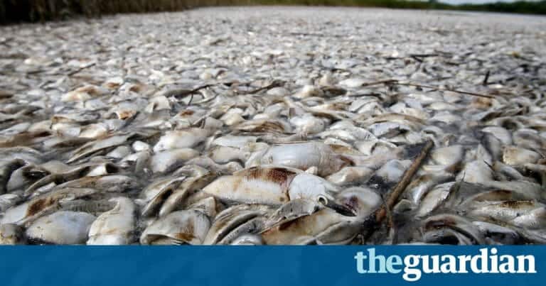 Meat industry blamed for largest-ever ‘dead zone’ in Gulf of Mexico