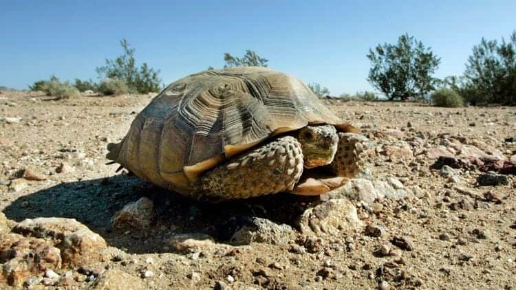 Scheme to pump water to L.A. could destroy the Mojave Desert