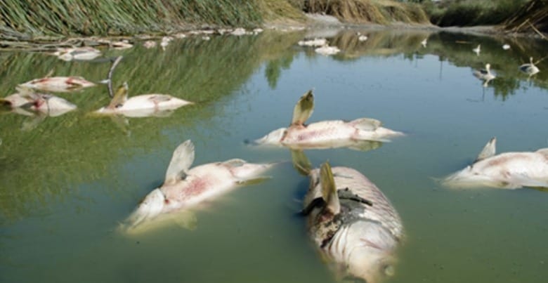 photo: Pesticide Chemical Spill Kills Tens of Thousands of Fish in Virginia
