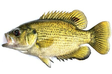 photo: rock bass - Antidepressants found in fish brains in Great Lakes region