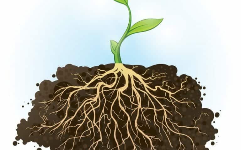 Plant roots go to extreme lengths to find water