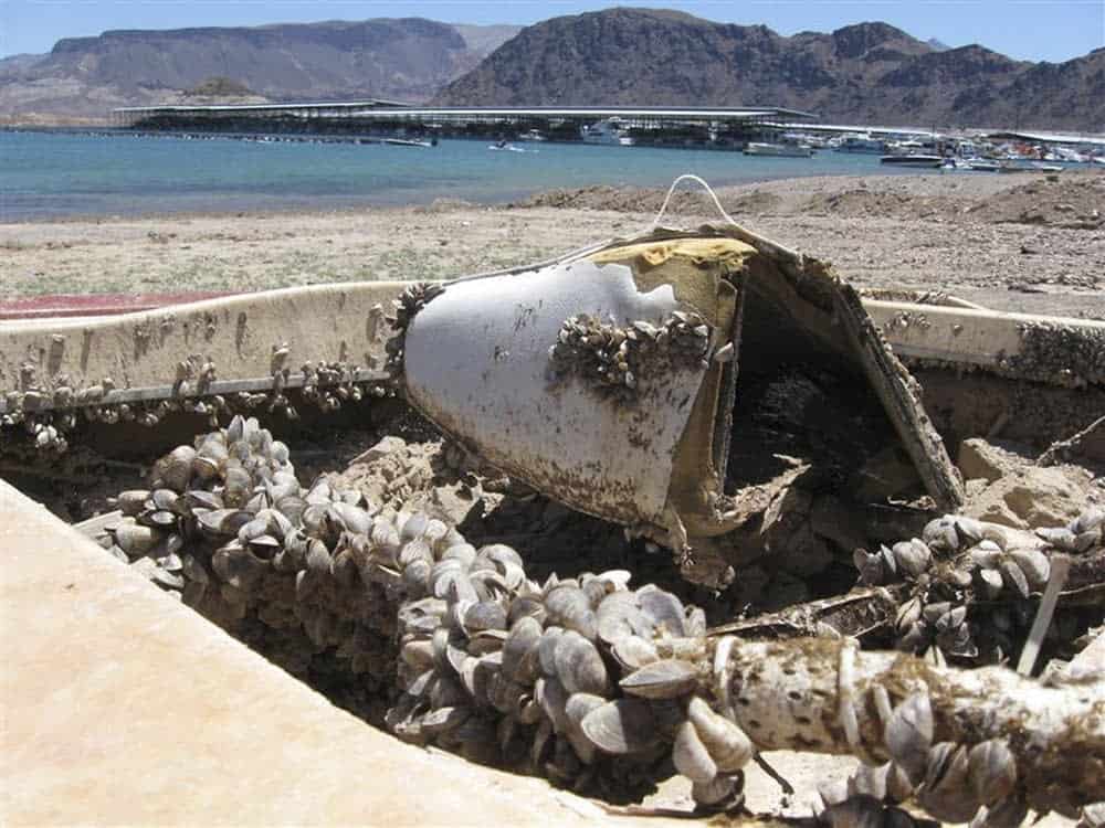 photo: Invasive quagga mussels cover a formerly sunken boat in Nevada.