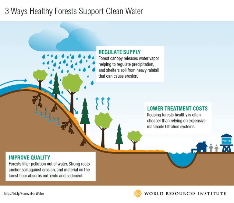3 [more?] Surprising Ways Water Depends on Healthy Forests