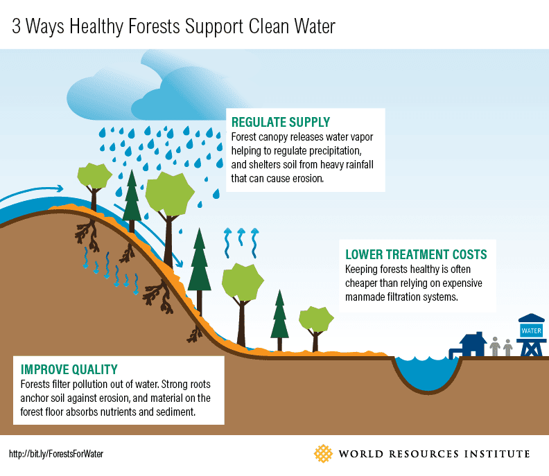 3 Surprising Ways Water Depends on Healthy Forests