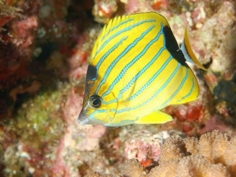 Hawaiʻi Supreme Court Halts Commercial Aquarium Fishing