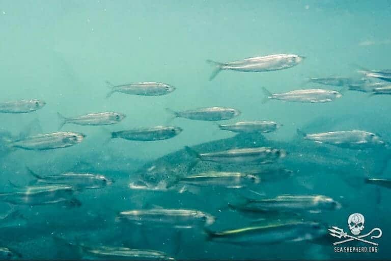 Discovery Shows the Devastating Impact Salmon Farms Have on the Wild