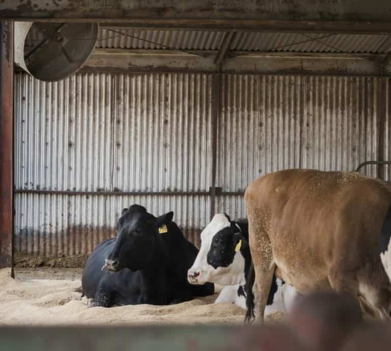 Keeping Cows Cool With Less Water and Energy