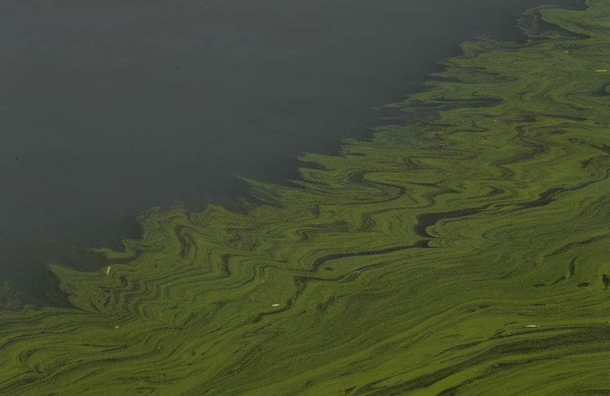 A look at farm runoff and the worsening algae plague