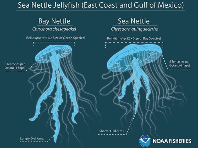 graphic: jellyfish species compared - Scientists uncover a centuries-old case of mistaken identity in the Chesapeake Bay