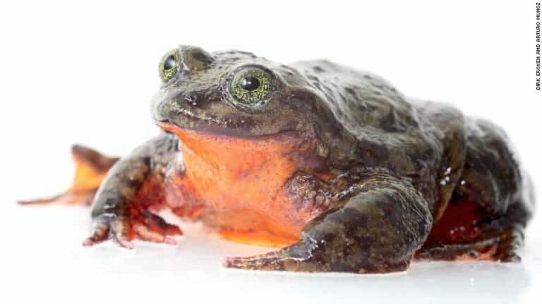 Lonely Bolivian water frog seeks mate on Match.com to save his species