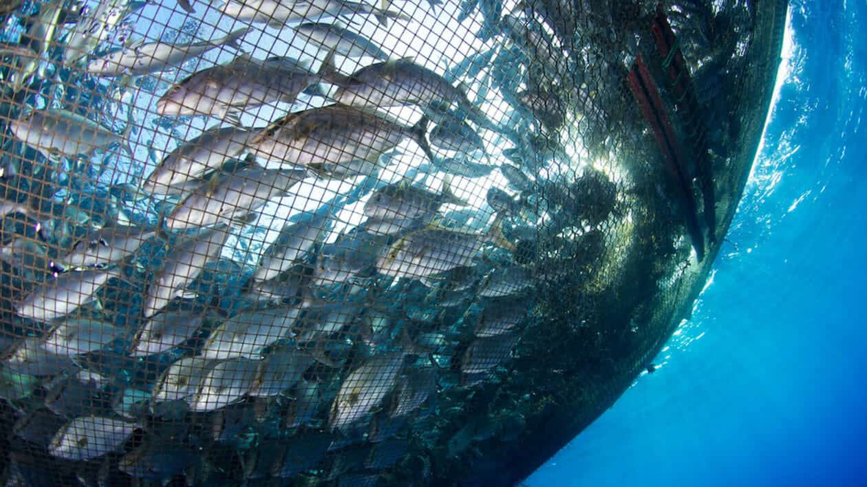 Can Deepwater Aquaculture Avoid the Pitfalls of Coastal Fish Farms?