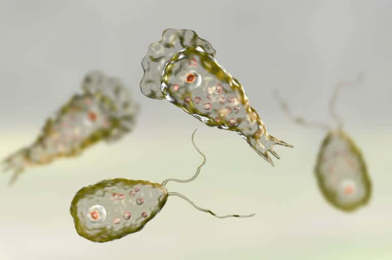 Brain-eating amoeba found in Louisiana drinking water again