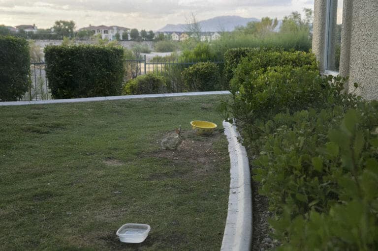 Southern Nevada water agency ups incentive to get rid of lawns