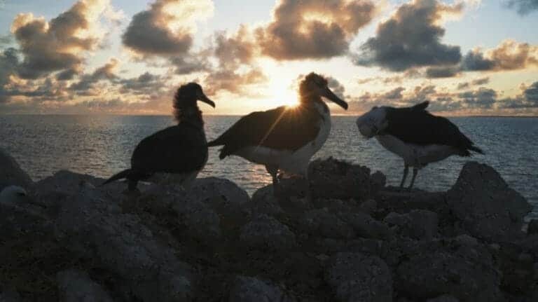 Great Pacific Garbage Patch now three times the size of France