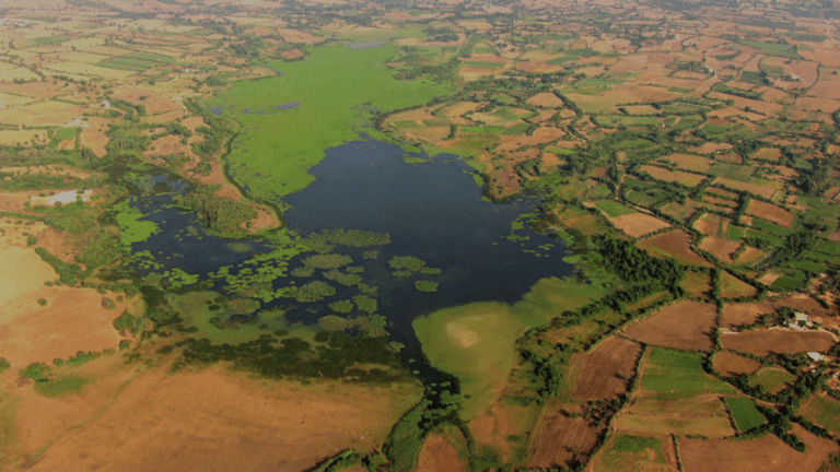Beekeeping preserves wetlands in Algeria