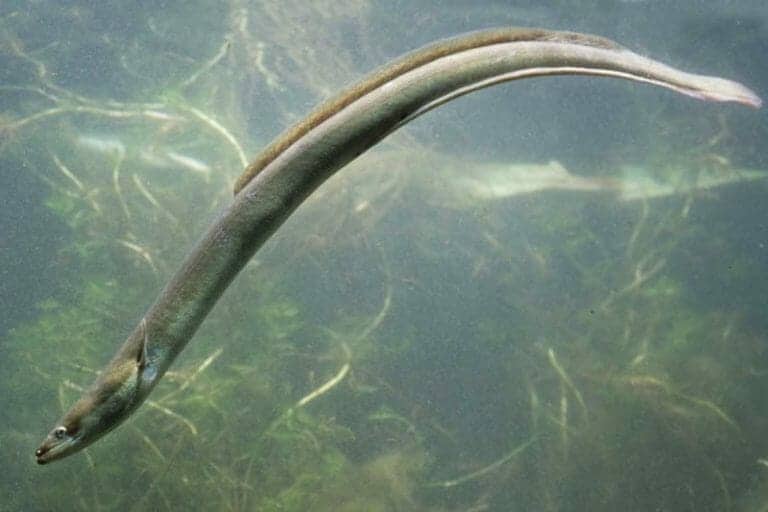 Cocaine in the water makes eels hyperactive and damages muscles