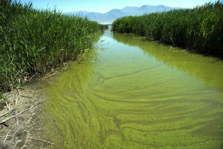Warming drives spread of toxic algae in US, researchers say