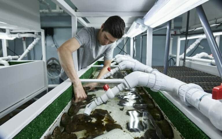 What’s Being Done to Revive L.A.’s Decimated Abalone Population