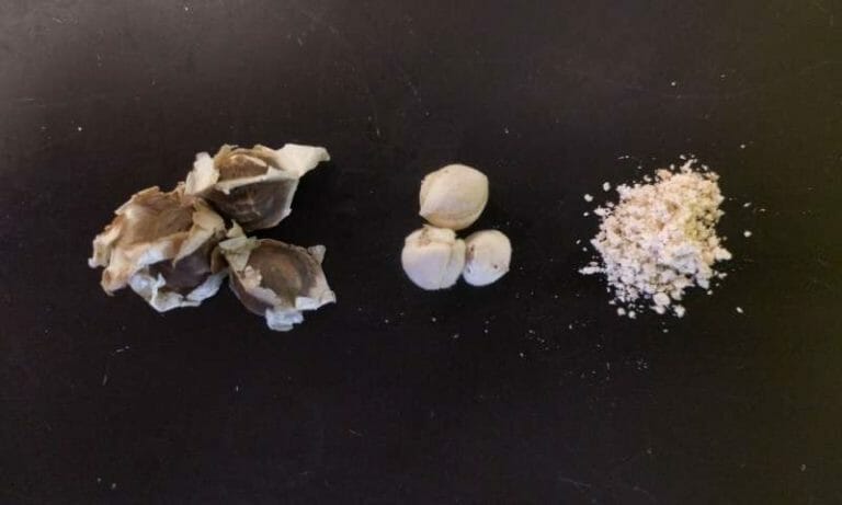The seed that could bring clean water to millions