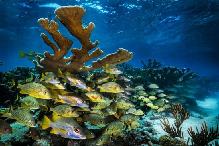 Trump Just Remade Ocean Policy—Here’s What That Means