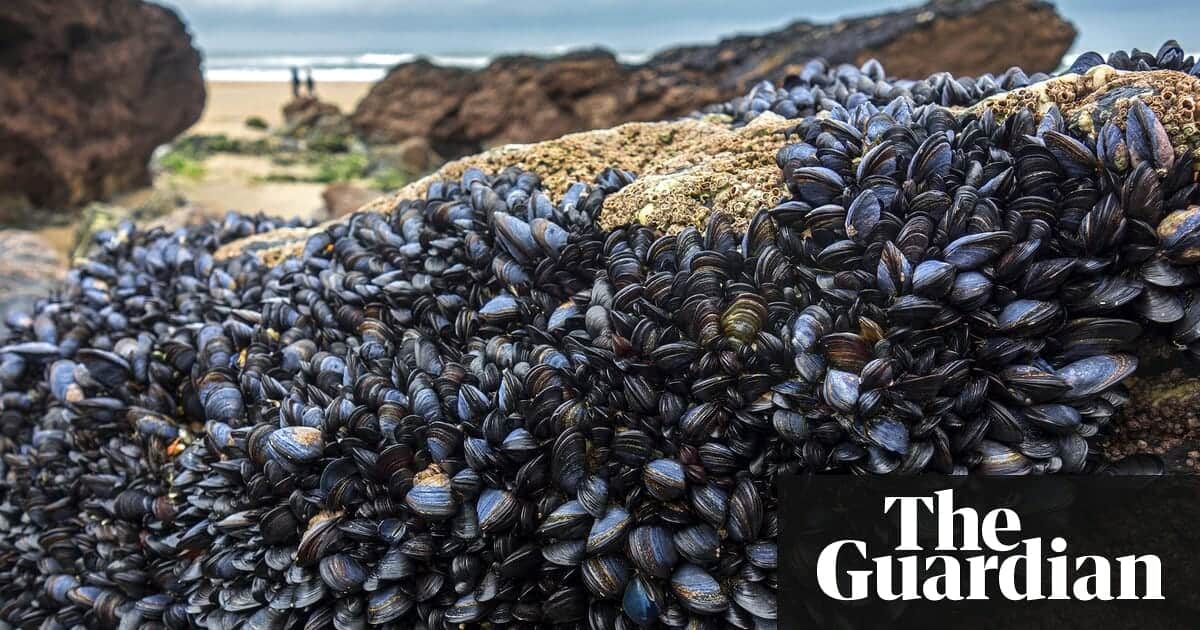 Microplastics in our mussels: the sea is feeding human garbage back to us
