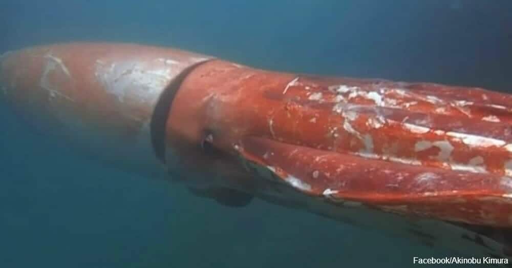 Massive Kraken Spotted Underwater in Japanese Harbor