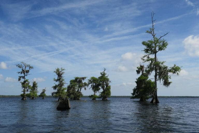 Commentary: Florida’s great green algae disaster