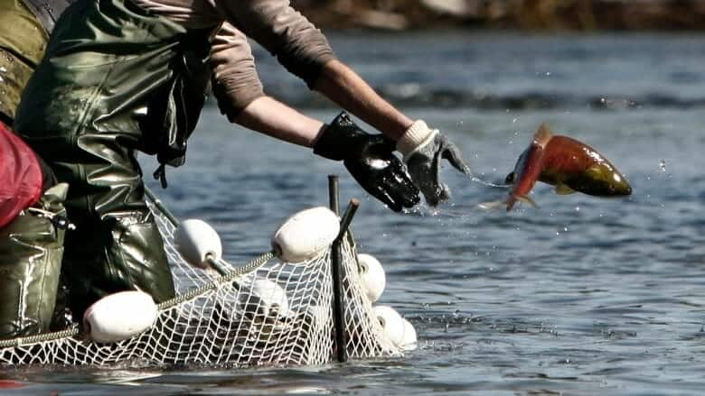 Fraser River is now so warm it may kill migrating sockeye salmon