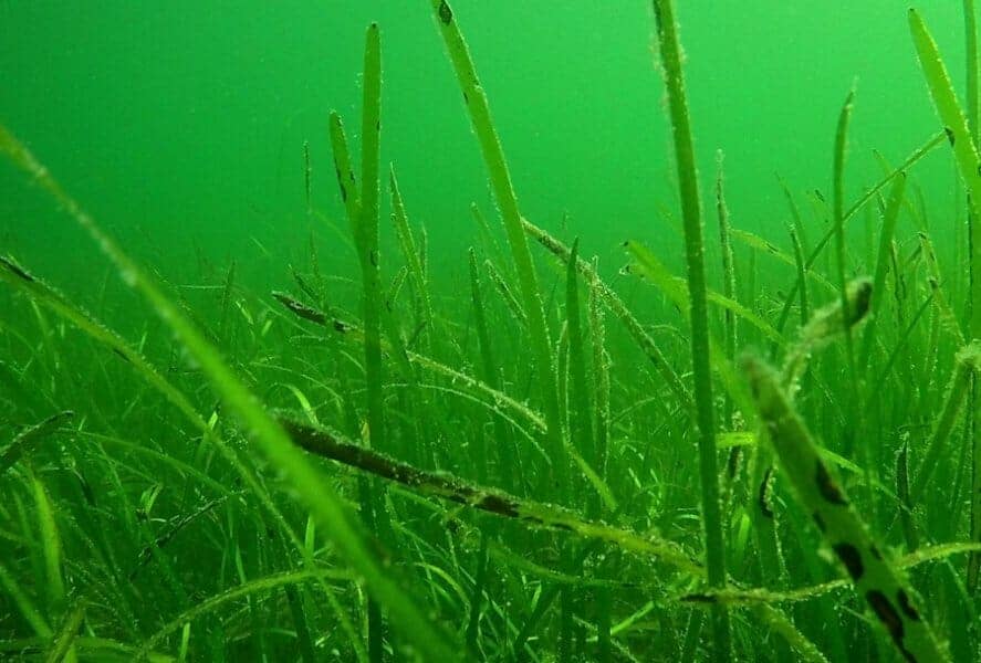 photo: underwater eelgrass