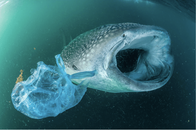 Teenager Invents Plastic Bag Made From Shrimp