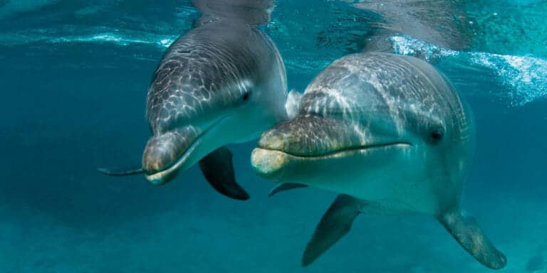 Study: Humans Are Forcing Dolphins To Simplify How They Talk