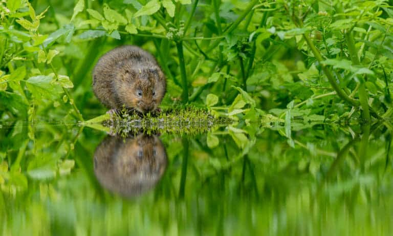 83% decline of freshwater animals underscores need to protect, restore freshwaters