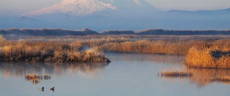 The Many Benefits of Wetlands Conservation