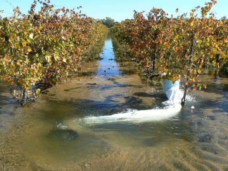 Benefits of Groundwater Recharge Demonstrated in Lodi Vineyards